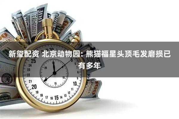 新玺配资 北京动物园: 熊猫福星头顶毛发磨损已有多年